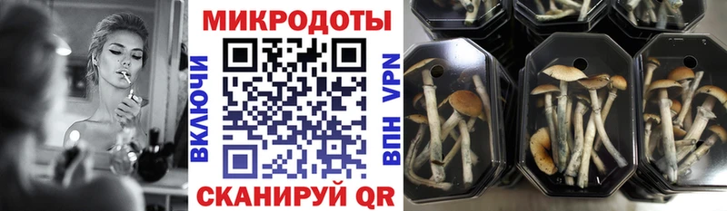 сколько стоит  Курск  Галлюциногенные грибы Psilocybine cubensis 